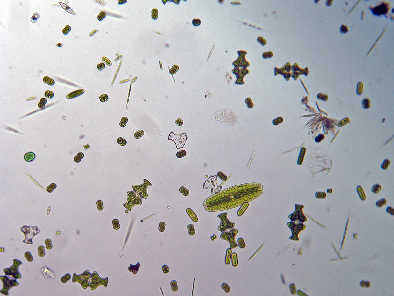 Laghetto Alpe Scaredi